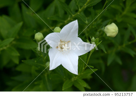 White bamboo flower White bamboo flower 95213757