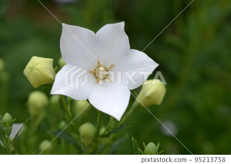 White bamboo flower White bamboo flower 95213758