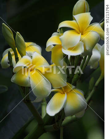 Indosokaye之花 Indosokaye之花 95213764