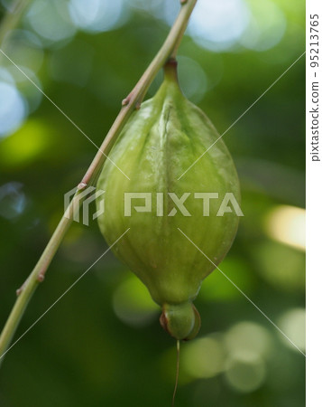 sagaribana的果實 sagaribana的果實 95213765