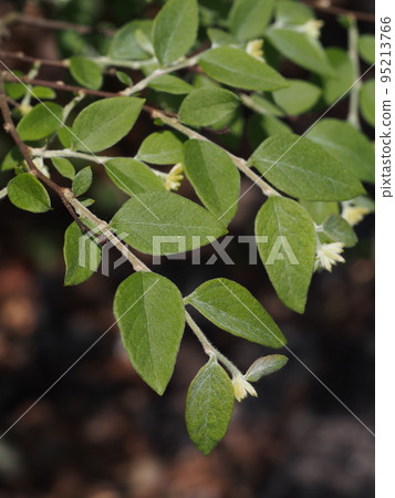 Gampi Gampi 造紙原料 Gampi Gampi 造紙原料 95213766