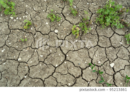 Cracked gray dry earth and green plants 95213861