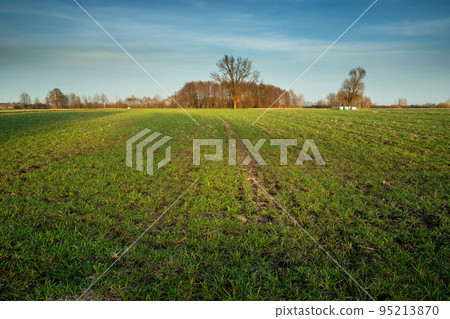 Spring rural field with young green plants 95213870
