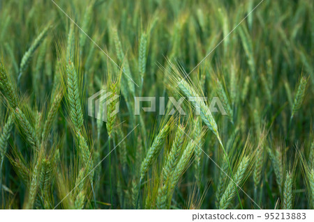 Green and yellow triticale field in close-up 95213883