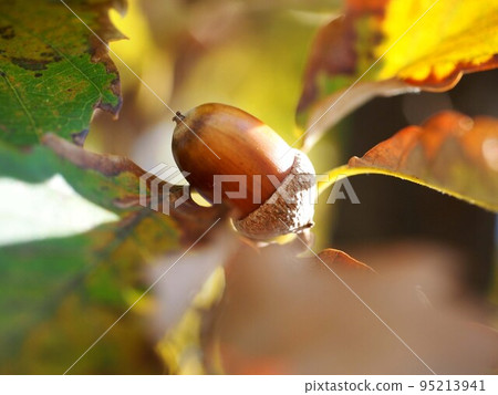 沐浴在早晨陽光下的橡實(彩色的櫟葉和帶殼的栗子) 沐浴在早晨陽光下的橡實(彩色的櫟葉和帶殼的栗子) 95213941