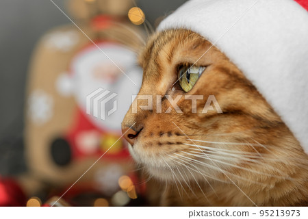 Head of a cat in a Santa hat close-up on a dark background. 95213973