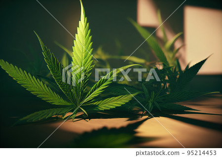 Marijuana leaves cannabis leaf on a dark background 95214453