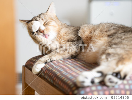 Yellow tabby white cat grooming Yellow tabby white cat grooming 95214506