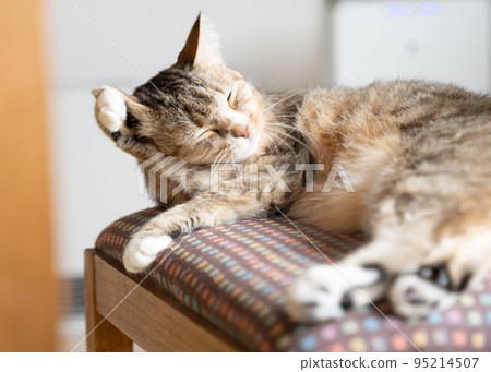 Yellow tabby white cat grooming Yellow tabby white cat grooming 95214507