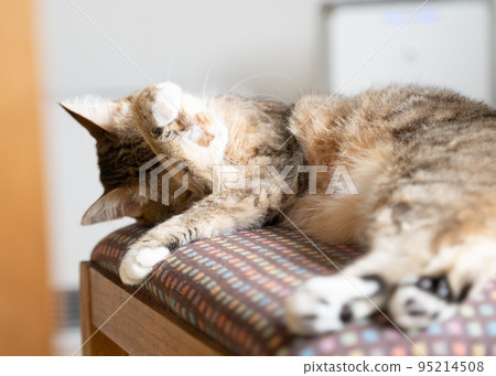 Yellow tabby white cat grooming Yellow tabby white cat grooming 95214508