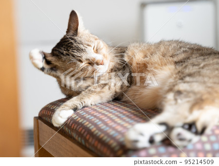 Yellow tabby white cat grooming Yellow tabby white cat grooming 95214509