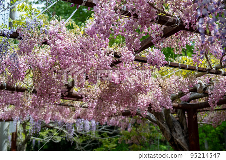 日本岡山縣威克鎮日本第一紫藤公園的雙紫藤 95214547