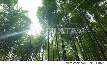 Arashiyama bamboo grove Arashiyama bamboo grove 95214824