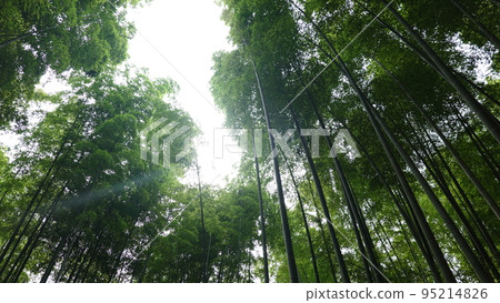 Arashiyama bamboo grove Arashiyama bamboo grove 95214826