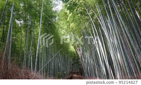 Arashiyama bamboo grove Arashiyama bamboo grove 95214827