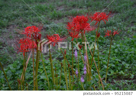 Cluster amaryllis 6 (Miki Town, Kida District, Kagawa Prefecture) 95215087