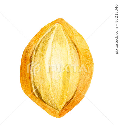 Kuppe 麵包手繪水彩插圖素材 95215340