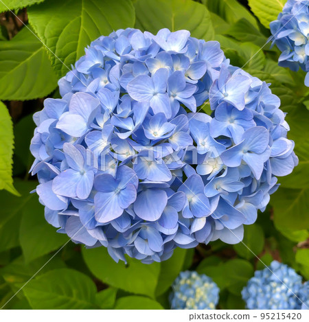 Light blue hydrangea Light blue hydrangea 95215420