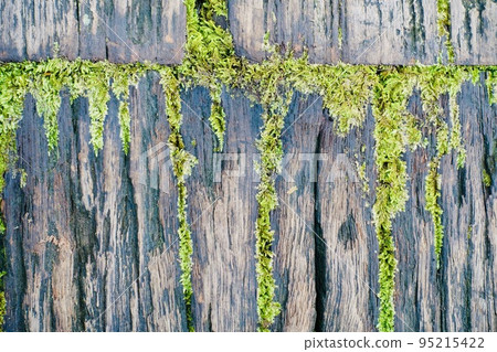 Moss growing on old boards 95215422