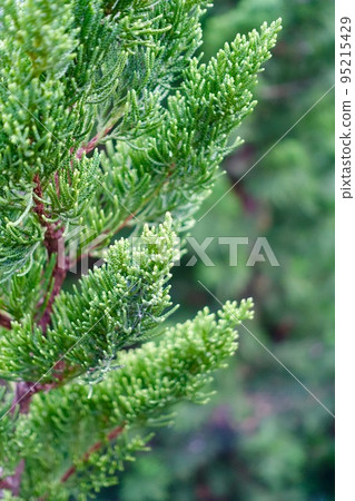 conifer leaves 95215429