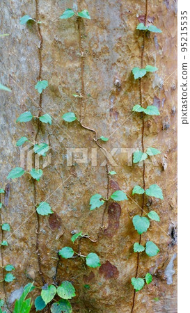 Ivy leaves growing on a tree trunk 95215535