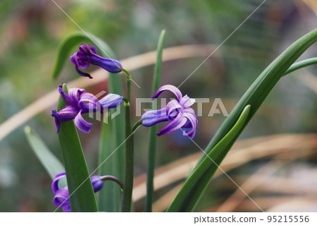 羅馬風信子花。強烈的香氣。 羅馬風信子花。強烈的香氣。 95215556
