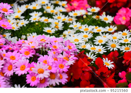 多彩瑪格麗特 95215560