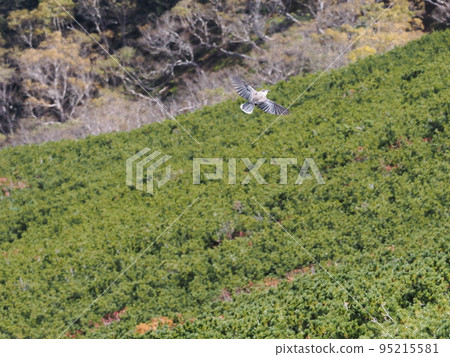 生活在高山的斑點胡桃夾子 95215581