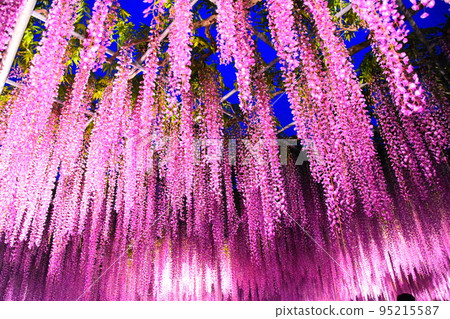 Pink wisteria flower 95215587