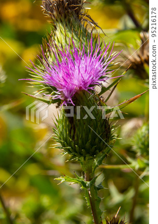 The common thistle is a species of the thistle genus, native to Europe, Asia and North Africa, but also present in North America and other continents 95216178
