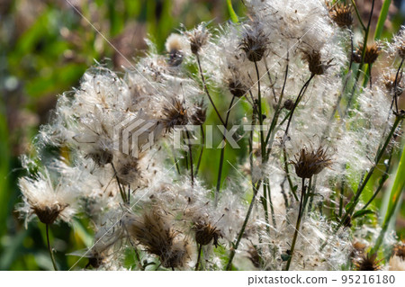 Cirsium arvense is a species of perennial plants of the thistle family of the aster. Autumn plants with seeds. Medicinal plants 95216180