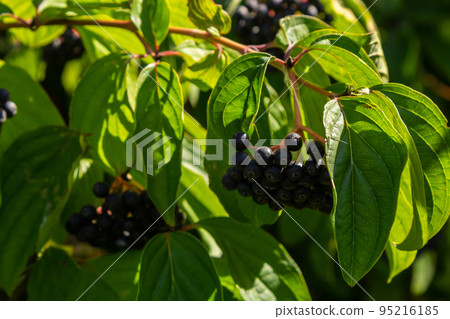 Cornus sanguinea is a perennial plant of the sod family. A tall shrub with small flowers and black inedible berries. Turf-well is grown as an ornamental plant 95216185