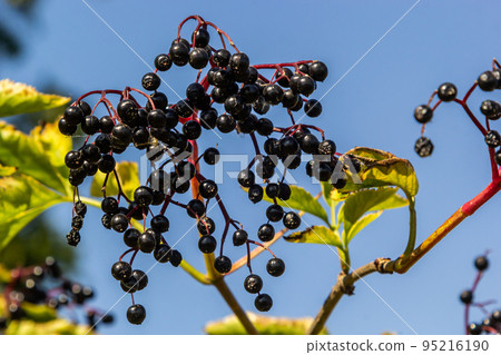 Sambucus nigra is a poisonous plant that can also be used medicinally Sambucus nigra is a poisonous plant that can also be used medicinally 95216190