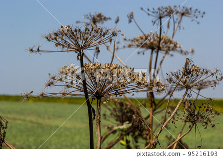 Heracleum Sosnowskyi on blue sky background. All parts of Heracleum Sosnowskyi contain the intense toxic allergen furanocoumarin 95216193