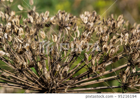 Giant Hogweed Heracleum mantegazzianum against the blue sky. Dry hogweed with huge baskets of seeds. Baskets of a large giant hogweed with seeds against the sky. Invasive poisonous plant 95216194