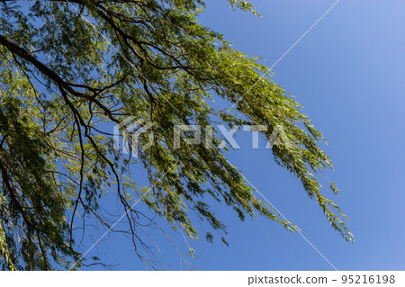 Weeping Golden Willow, is the most popular and widely grown weeping tree in the warm temperate regions of the world Weeping Golden Willow, is the most popular and widely grown weeping tree in the warm temperate regions of the world 95216198