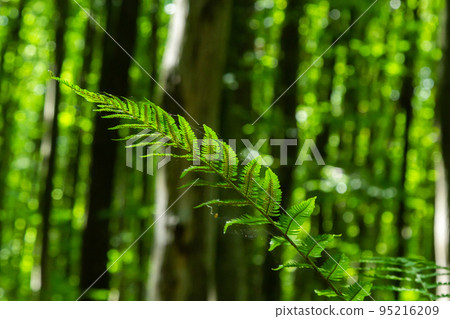 Dryopteris carthusiana is a species of herbaceous plants of the Dryopteridaceae family, common in temperate regions of Eurasia and North America. Medicinal plant 95216209