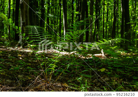 Fern is a member of a group of vascular plants that reproduce by spores and have neither seeds nor flowers. Medicinal plant Fern is a member of a group of vascular plants that reproduce by spores and have neither seeds nor flowers. Medicinal plant 95216210