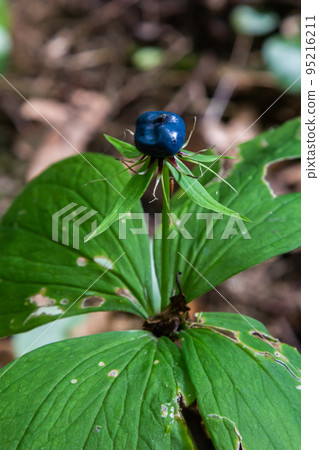 Paris quadrifolia. A poisonous plant, it can also be used as a medicinal plant Paris quadrifolia. A poisonous plant, it can also be used as a medicinal plant 95216211