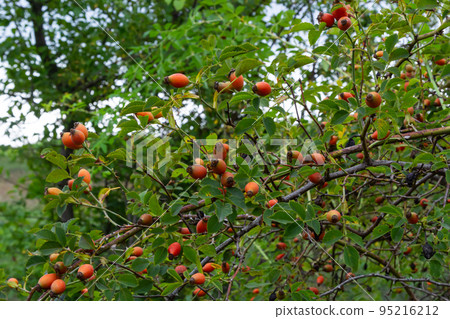 Rosa canina is a perennial plant of the rose family, a tall bush with arcuately hanging branches covered with strong hooked spines. Vitamin, medicinal, food, honey, ethereal, tannin-bearing, dyeing, 95216212