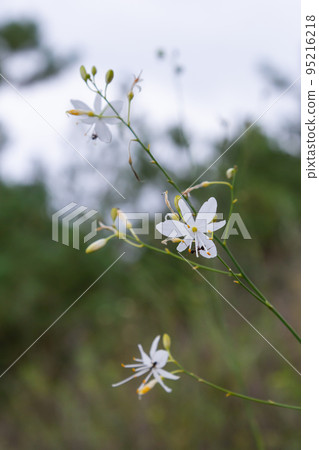 Asparagaceae is a species of herbaceous plants of the Asparagaceae family, common in Europe and northern Turkey 95216218