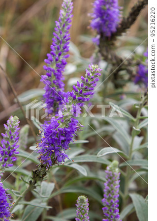 Blue Spike speedwell, Veronica spicata, blooming in a dunny garden in June, closeup with selective focus 95216220