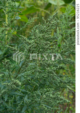 Chenopodium album is a type of annual herbaceous gray-green, covered with grayish powder plants of the Lobodaceae family 95216225