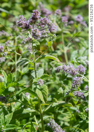In the wild grows mint long-leaved Mentha longifolia 95216256