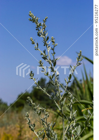 Artemisia absinthium is a perennial plant of the aster family. Medicinal, food, phytoncide, essential oil, dye, tannin-bearing and insecticidal culture. One of the most bitter plants in the world 95216277