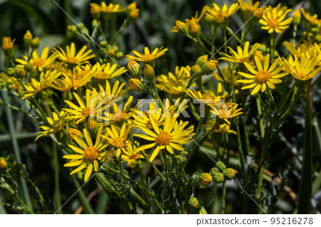 Closeup of many butterflies on a yellow flowering common ragwort or Jacobaea vulgaris plant 95216278