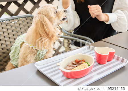 A woman spending time with her dog at a dog cafe 95216453