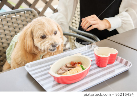 A woman spending time with her dog at a dog cafe 95216454