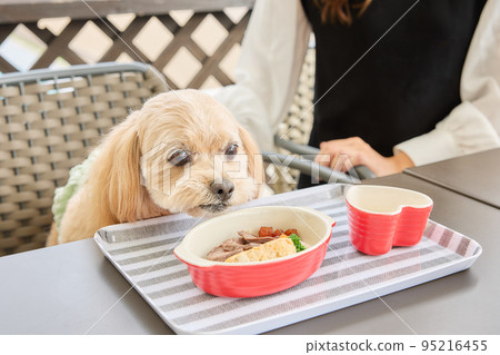 A woman spending time with her dog at a dog cafe 95216455