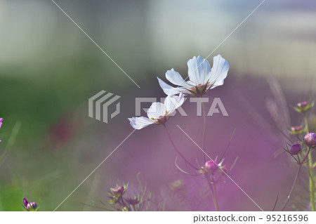 Cosmos 95216596
